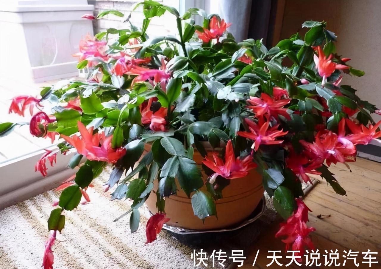 立冬后,养这10种花,切记不能多浇水,养不活都是由于手太勤