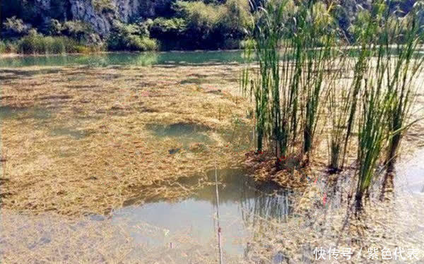 鲫鱼|仲春浅水有大鲫，野钓大鲫鱼，这种钓法最好用，没有之一！