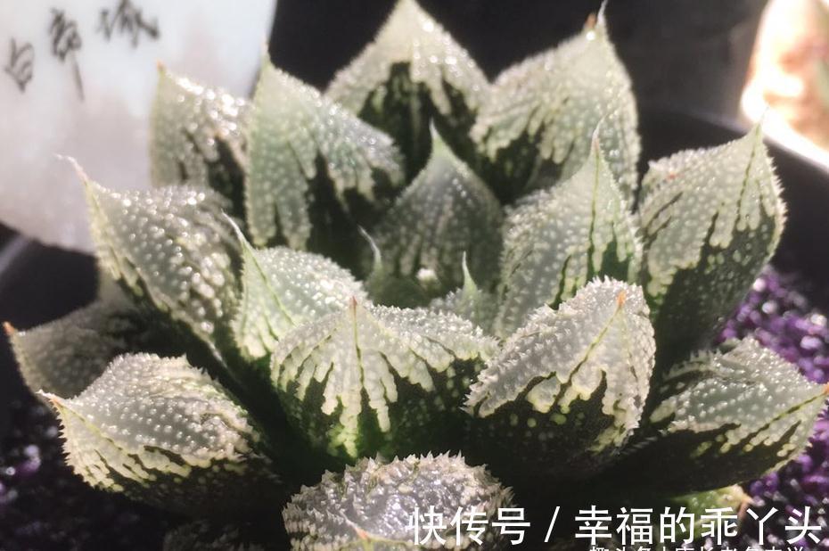 硅藻土|平常养多肉麦饭石、硅藻土、蛭石和赤玉土在使用上有什么区别?