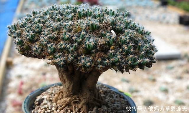 这个小盆栽居然卖600多万,快看看你家有没有!