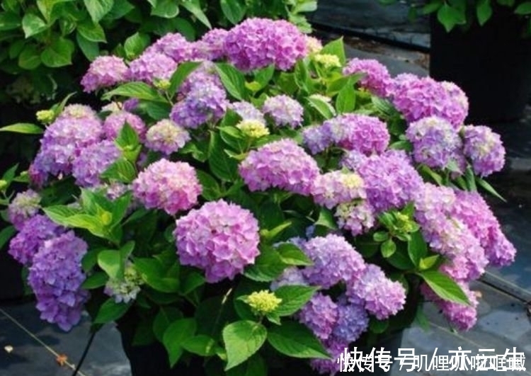 4种花是花中劳模，家里养一盆，开花漂亮花期长，谁养谁喜欢