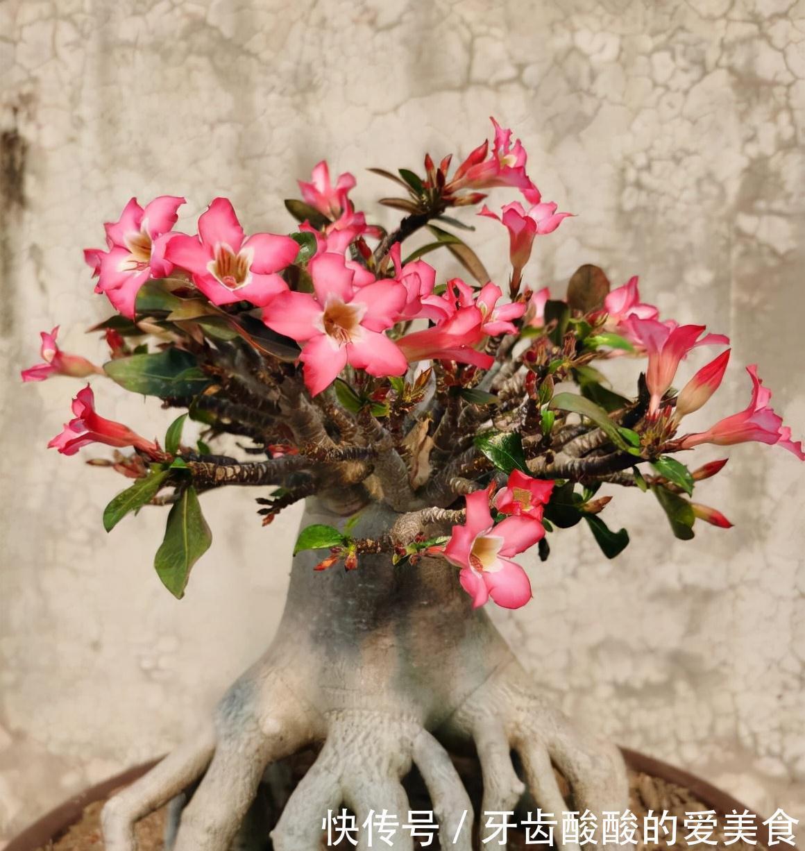五种“大老桩”却要小盆养，用对盆，少管多晒更利于生长