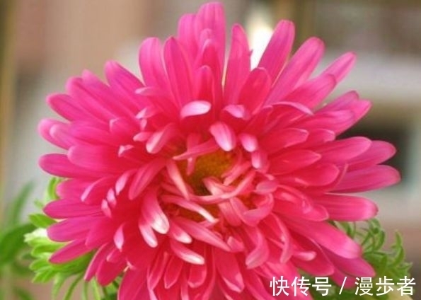 最适合新手养的4种花,好养漂亮花期长,开成百花园