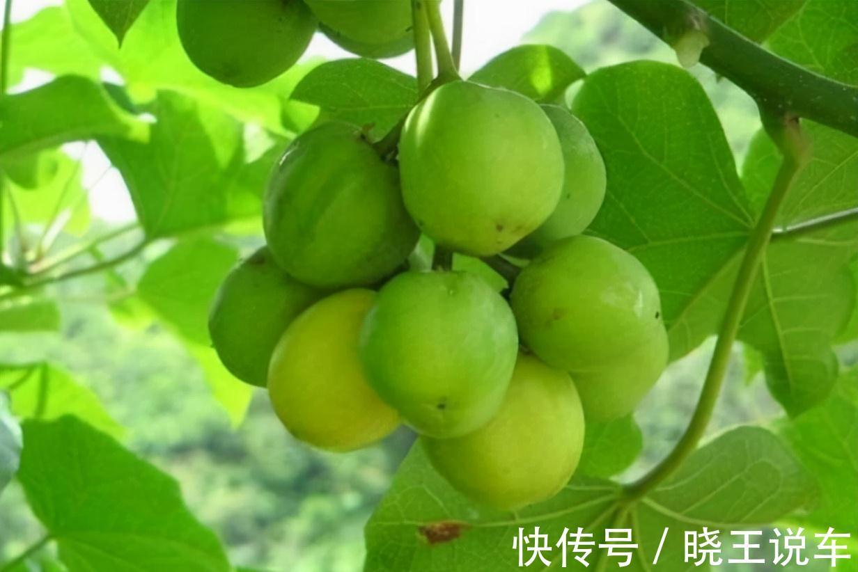 呼吸衰竭|7种野果虽诱人却有毒,千万不能乱吃,需牢记