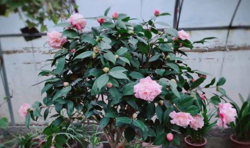 为啥花市的花用园土种长得好?如果你想用,要保证做好4点才行