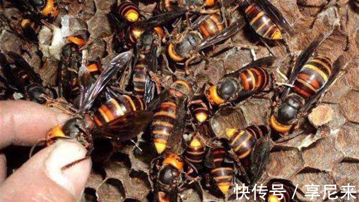 警惕生活中的小危险:马蜂蛰了怎么办?