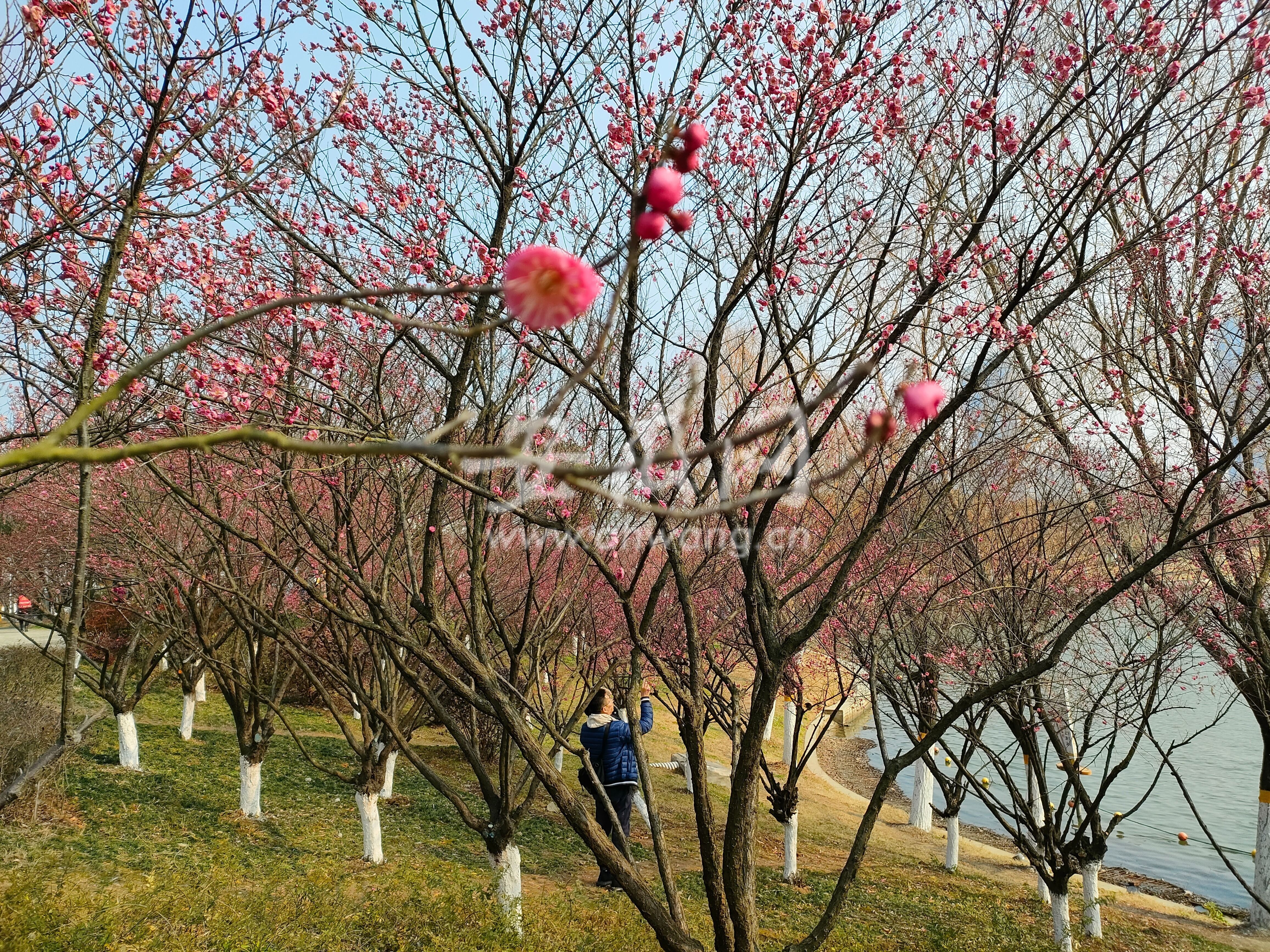 安徽网|合肥天鹅湖边梅花开了 让人们感受到了春的气息