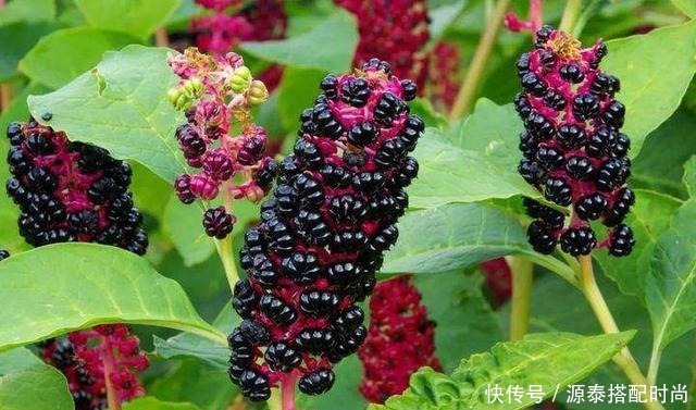 消肿止痛|农村有种野草,常被农村娃当成指甲油,却少有人知