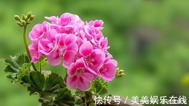 家里种上这5种香花，一年四季不出门都能闻到花香