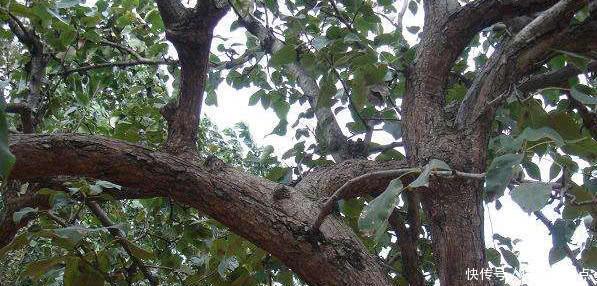 杨宗保|它是穆桂英和杨宗保的定情信物，用途奇特，中国仅存20多个！