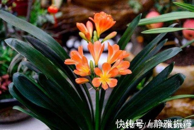 磷酸二氢钾|什么淘米水、啤酒水,都不如1勺颗粒,浅埋盆土里,根壮叶肥