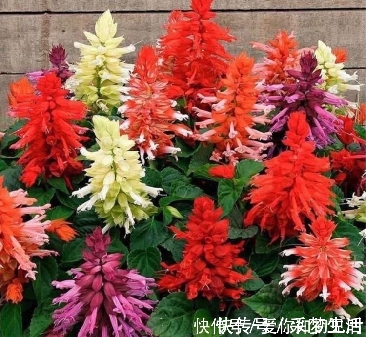 芹叶牡丹|4种花好养易活，旺财又养人，养一盆一年四季都在开！