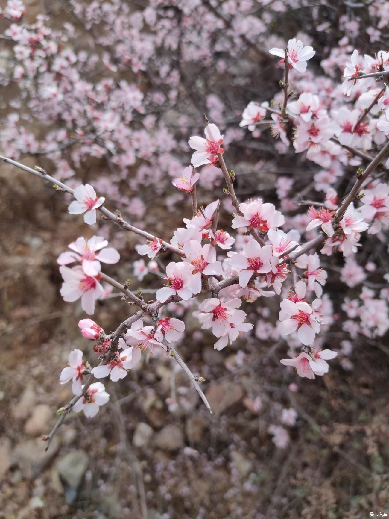 清明假期踏青游