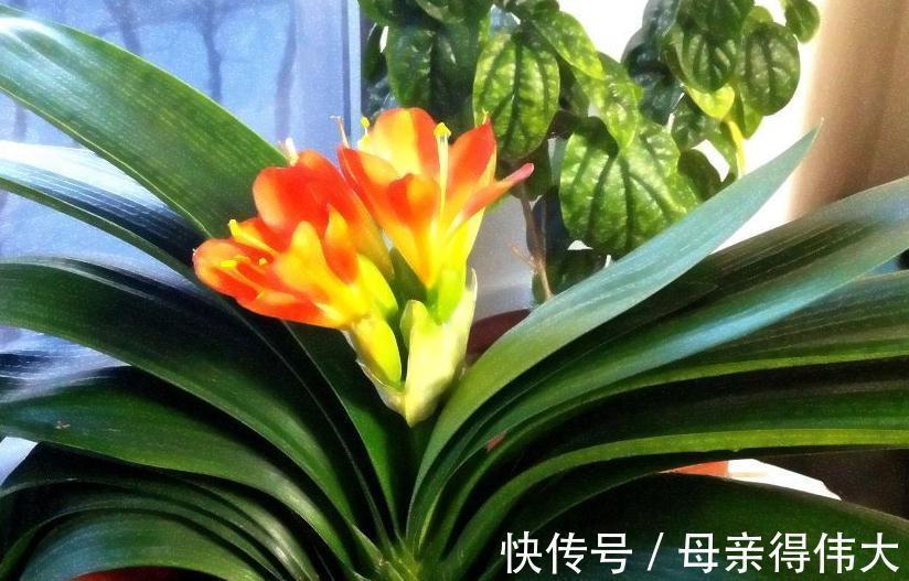 白酒|君子兰僵苗,黄叶多,别着急,教您学2招,长势猛,开花旺