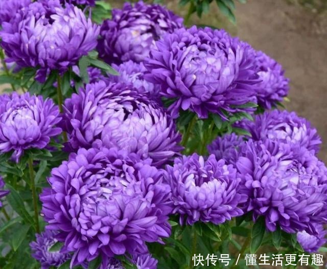 比月季还美的花，开花一大把，秋天正是欣赏季节！