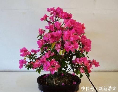 观赏价值|家里养3种花,时间一长容易成老桩盆景,还能当成传家宝!