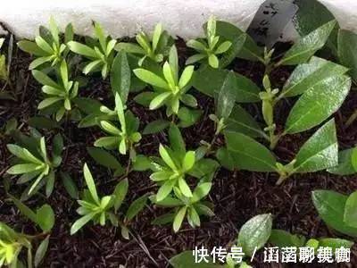 叶片|“夏必死”的4种花,现在赶紧扦插几盆,生根快成活率高