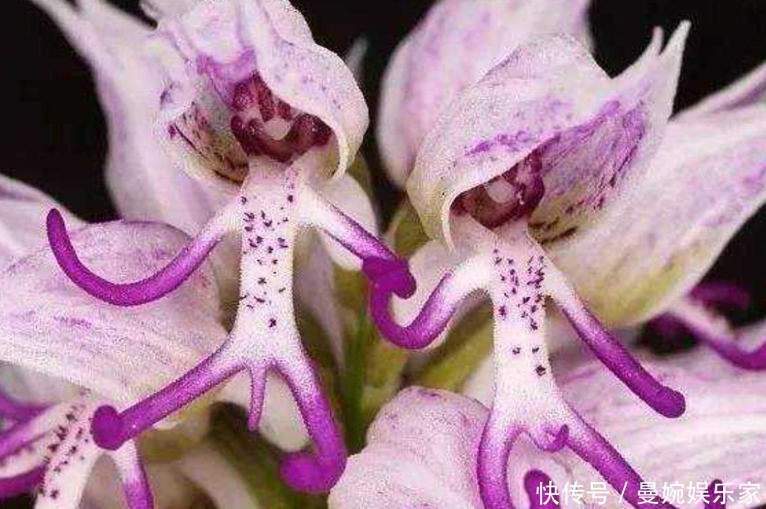 世界上“最不要脸”的花,很多人拒之门外,但实则招财又镇宅!