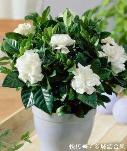 用这8种“废水”养花,青枝绿叶长得壮,开花鲜艳,环保又省钱