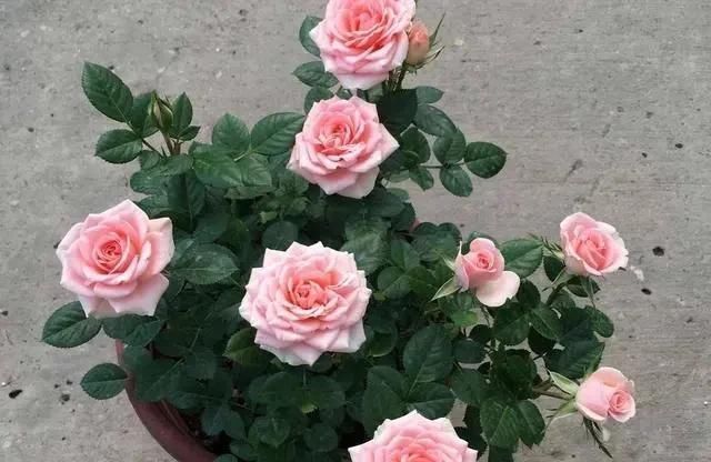 春季养护|三月初,这“四朵花”任意养长,枝叶绿,花开,一年到头都在开花