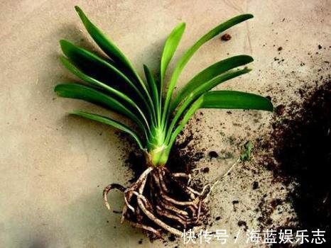 板结|君子兰烂根“快死了”，别着急扔，一招就能救回来