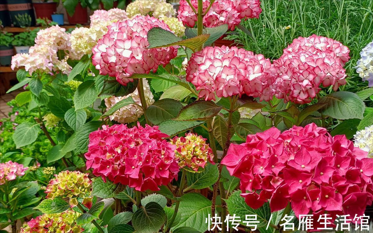 6种“漂亮花”，农村特别多，种一棵就开成花海，秋天赶快种起来