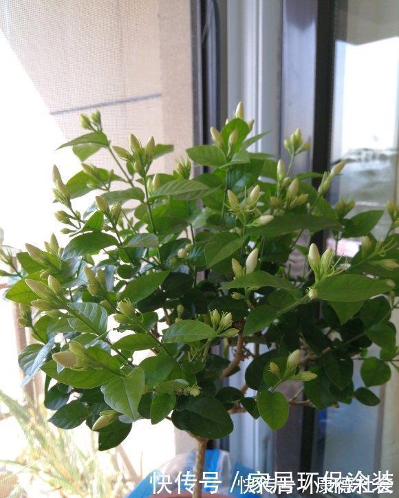 养茉莉,记住5点“疯狂”,一年开5茬,花开爆盆不是事