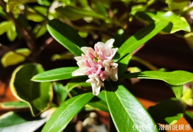 喜欢养芳香花卉的人,客厅只养一盆“夺香花”,好闻又大气