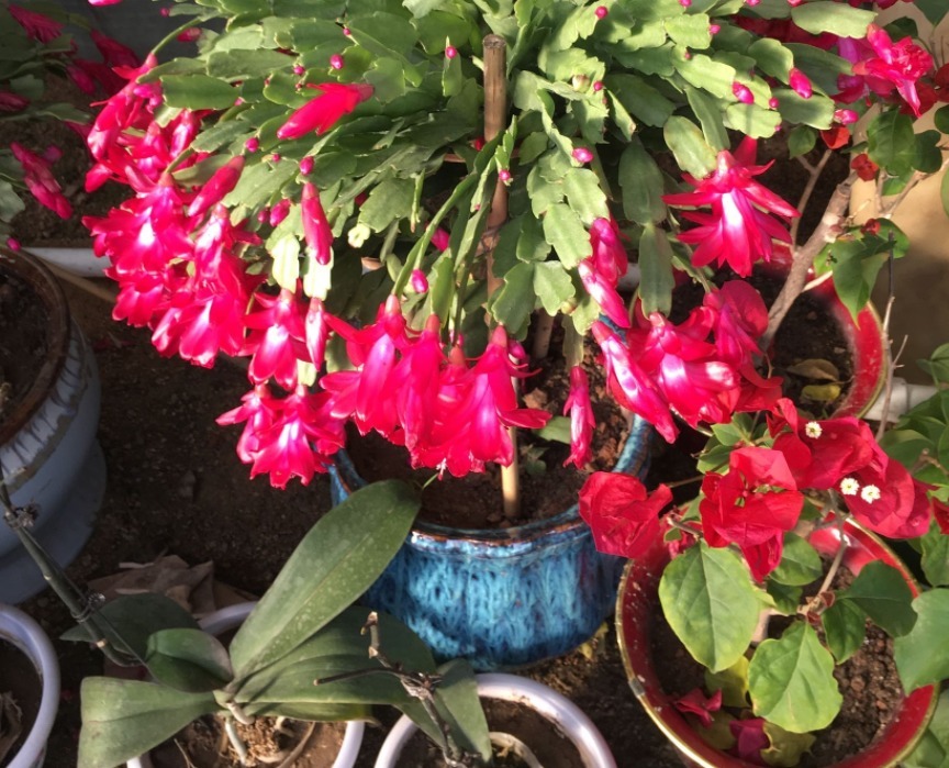 花钱买蟹爪兰傻，有点经验的人靠叶插，一下子育出多盆