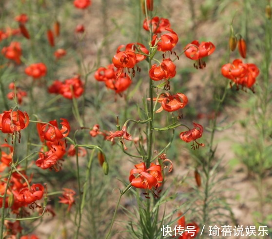 跌打损伤|农村的这种花,长得十分漂亮迷人,竟是治疗跌打损伤的良药!