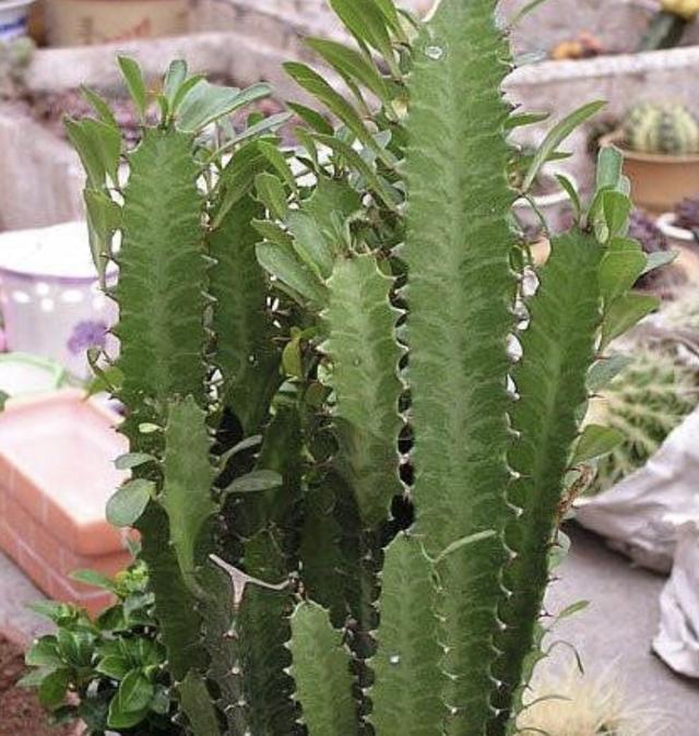 3种室内植物,看起来“太丑”,殊不知有作用,摆家里“吸甲醛”