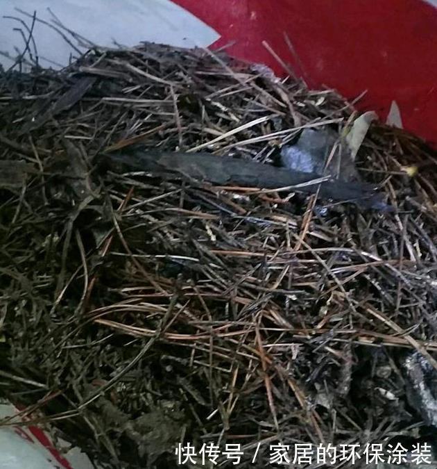 养君子兰，把这几样东西丢盆里，花朵、新芽不停冒，叶子油亮亮