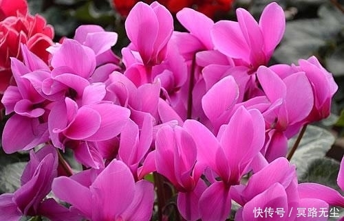 仙客来|在农村无人问津的野花,却被誉为“盆花之王”,有镇静助眠的作用