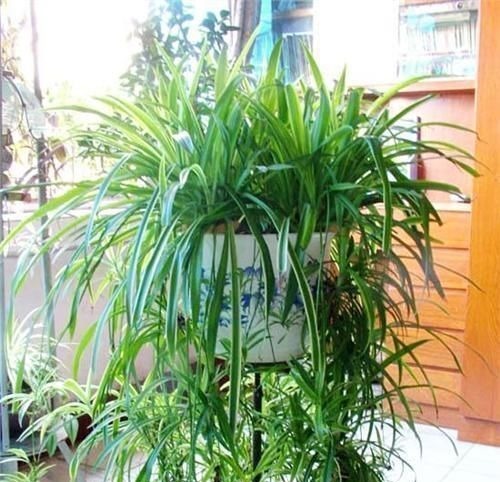 吊兰|自制花肥太臭了，盆里直接扔几粒“它”，绿萝吊兰能长疯