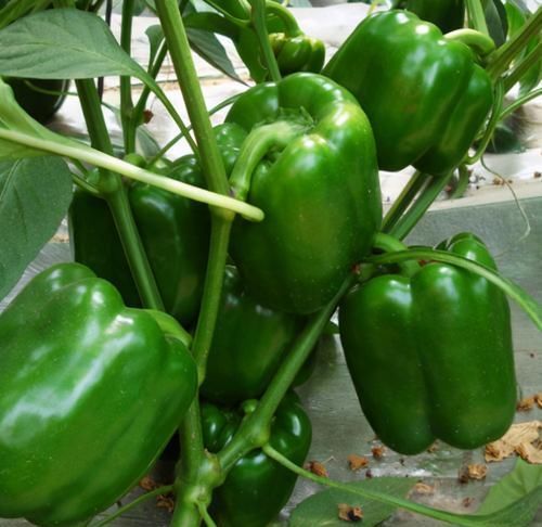 聪明女性喜欢吃3种食物，排毒养颜、增强体质，早吃早受益！