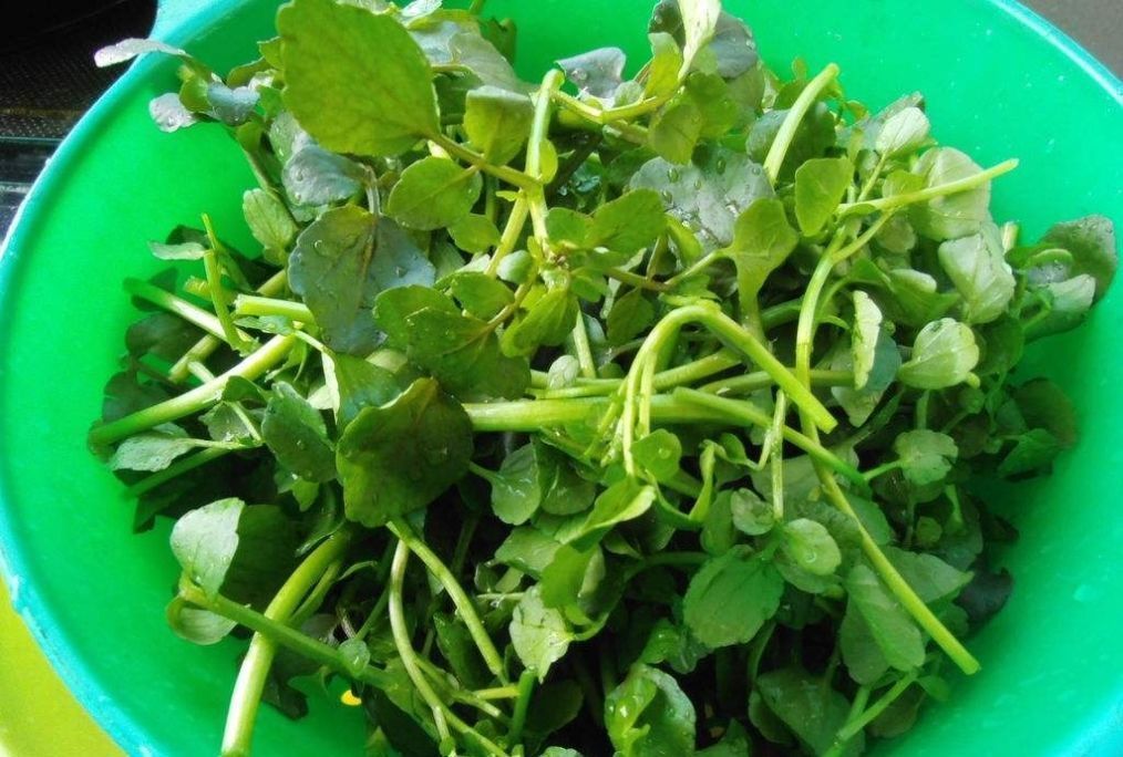 三月养肝正当时,隔三差五吃一次,排出毒素,肝脏越来越健康