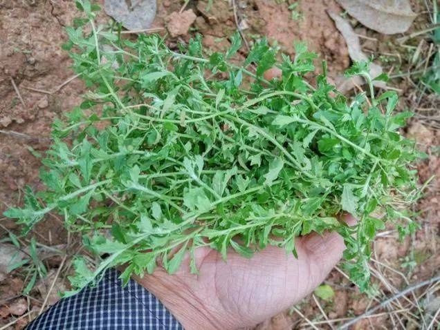 中医|耳鼻喉医话｜这鹅不吃的草，对鼻炎竟有这种奇效！