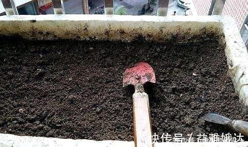 腐叶土|家庭养花,土从哪里来3个方法,不花一分钱,就能自制营养土了!