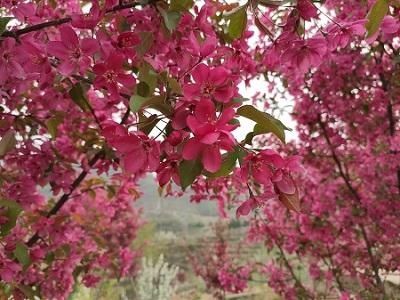 贾峪口村|【生态宜人 美丽房山】佛子庄乡贾峪口村海棠花开美景诱人