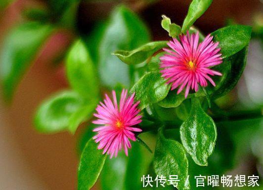 吊兰也能“开红花”,养一盆“嗖嗖”冒花苞,比绿萝漂亮!