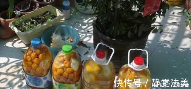 柠檬皮|养兰高手养兰花，都有“专用肥”，易吸收养分足，一般人都不知道