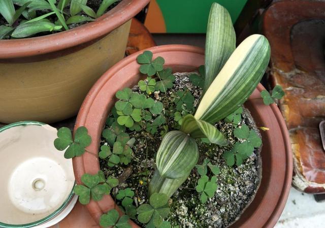 透气性|君子兰不长,主要有4方面原因,解决办法很简单