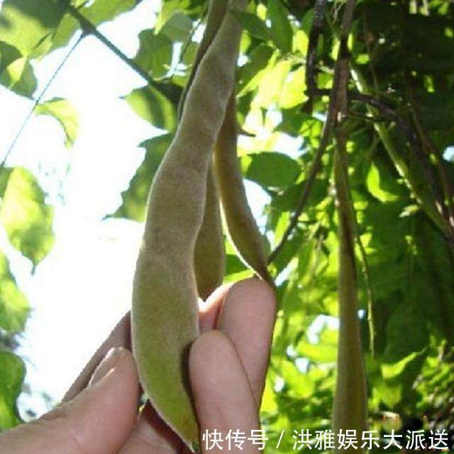 常吃|皱纹最怕的碱性食物,女人常吃,皮肤不仅光滑还紧致富