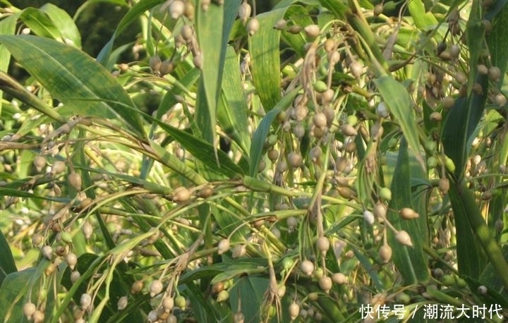 十个女性九个腰痛,此物煮粥吃,腰不疼了,手不麻了,效果好