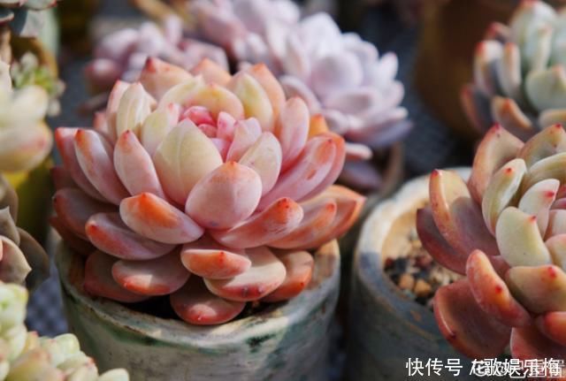 浇水|新买的多肉,旱它10天不浇水,反而长得特别胖