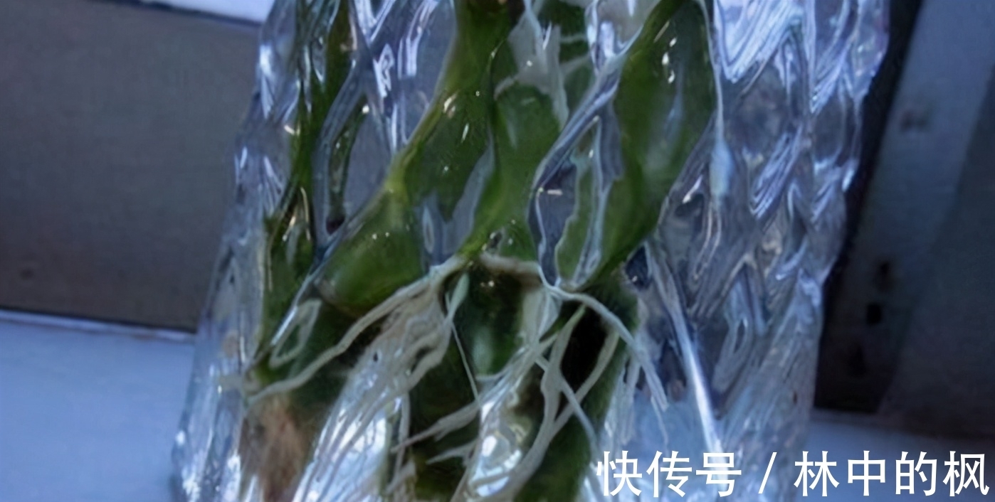 错过了自制肥就别再错过用药物养花了,效果好,还能马上用