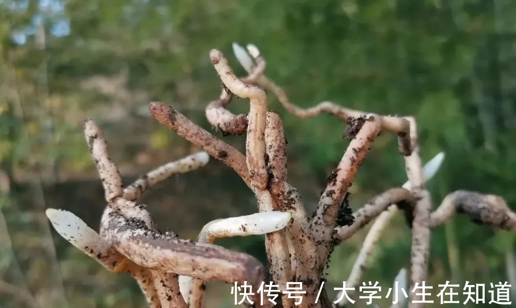 兰花烂根后最怕什么？正确处理有技巧，这4种会加速兰花枯死