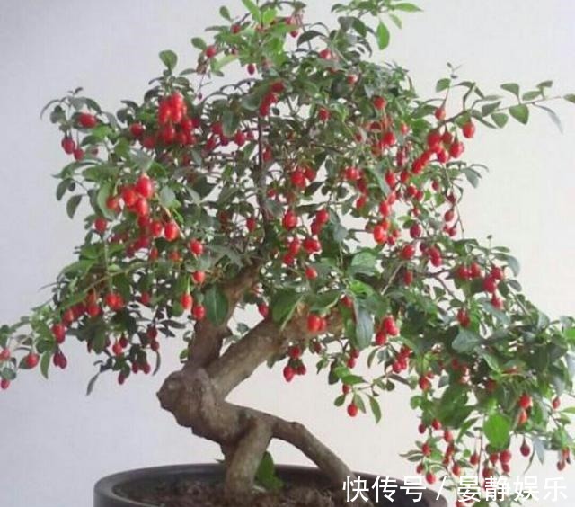 如何在自己家里种上枸杞,补身体酿酒入菜,滋补身体