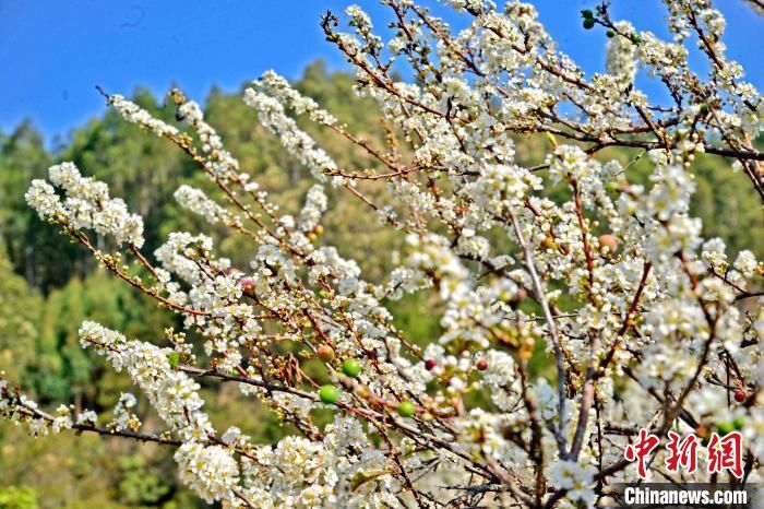 福建泉港：迎春有“李” 致富花开