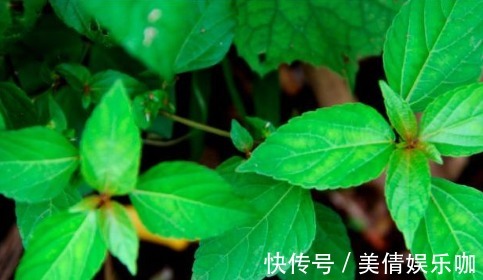 清热解毒|女性常吃3种野菜,清热解毒、养颜祛湿,还增强自身免疫力!